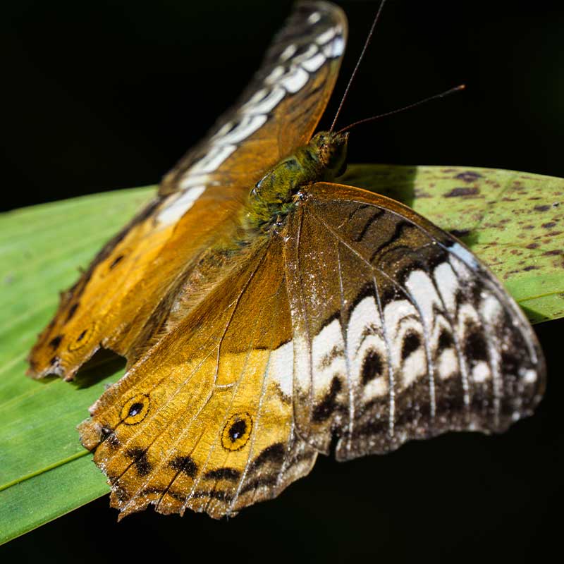 Cruiser Butterfly