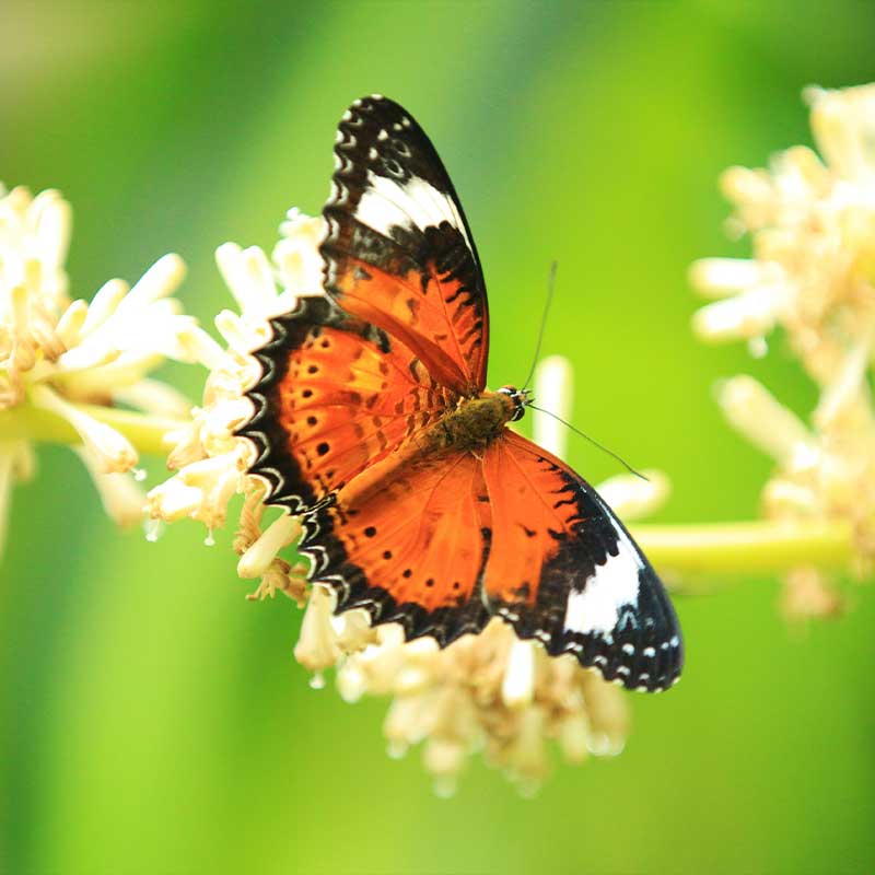 Orange-Lacewing