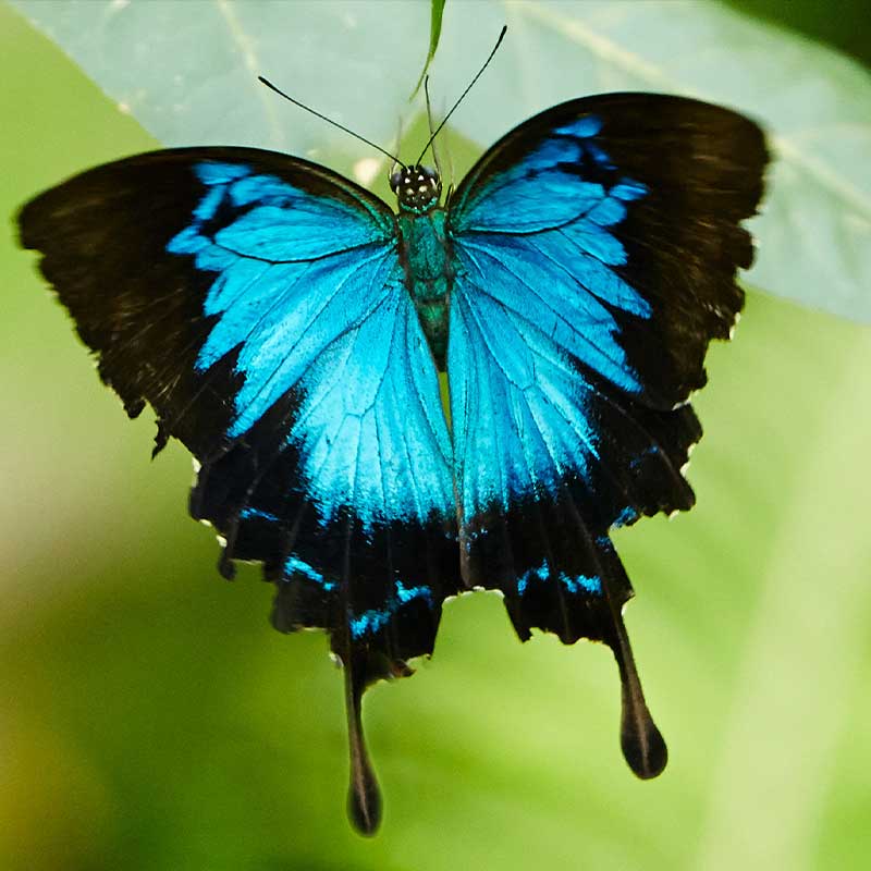 Ulysses Butterfly