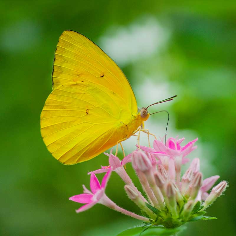 Orange Migrant Butterfly