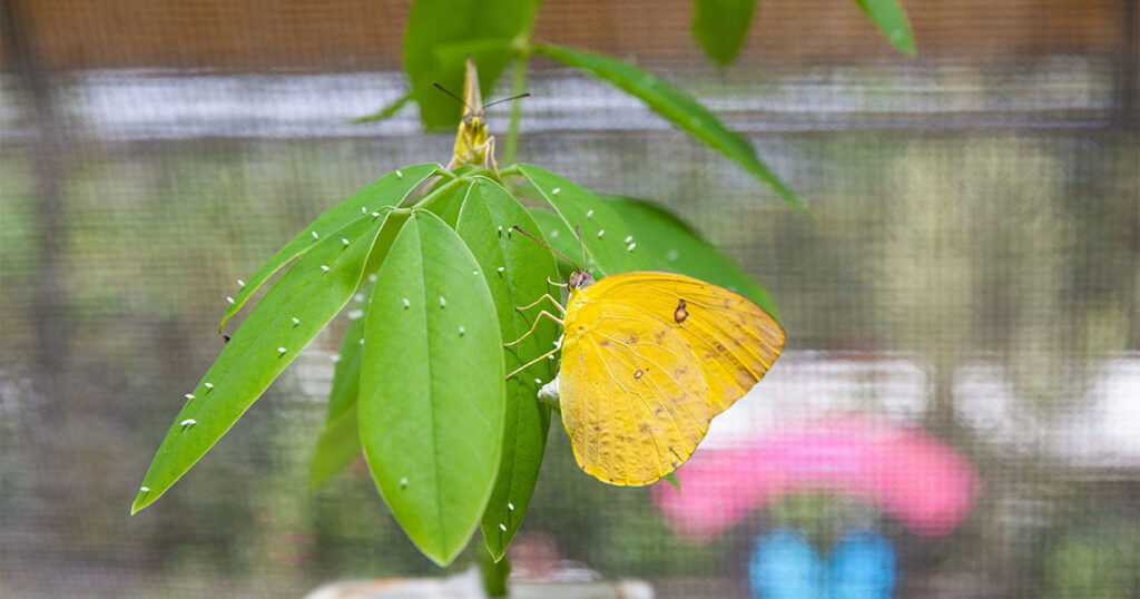 Orange Migrant