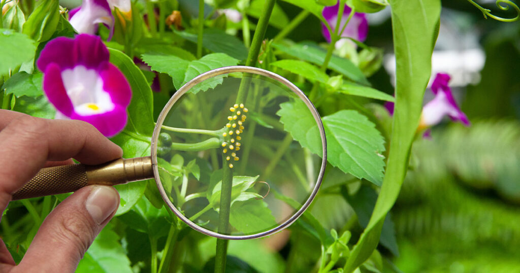 Butterfly-Eggs