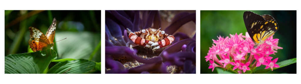 Butterflies & Crustaceans