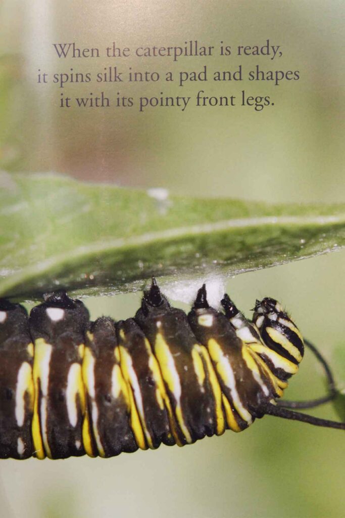 The Making of a Monarch
