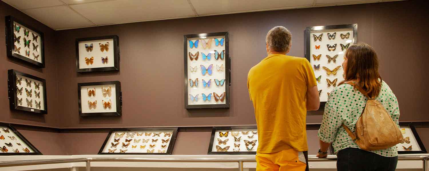 Butterfly Museum