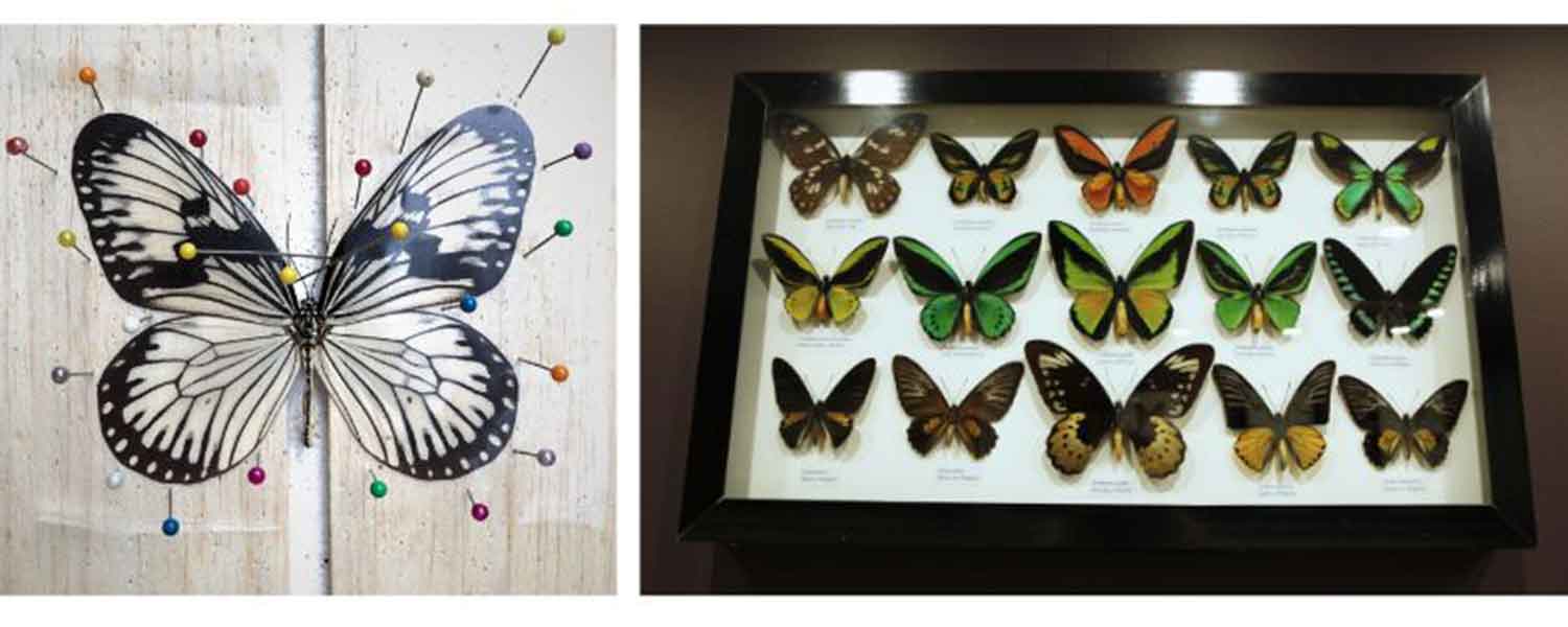 Butterfly Specimens