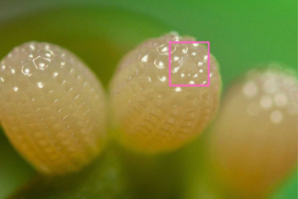 Butterfly Eggs
