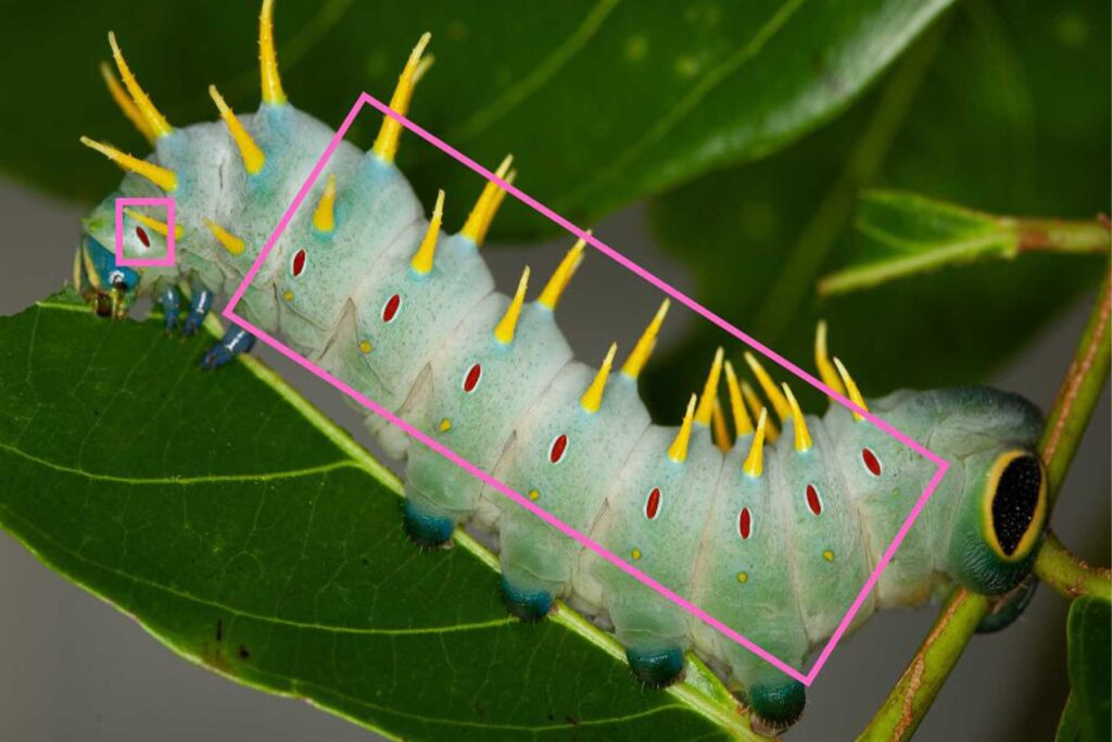Caterpillar Spiracles