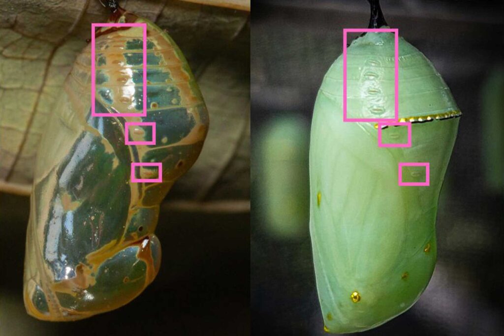 Chrysalis Spiracles