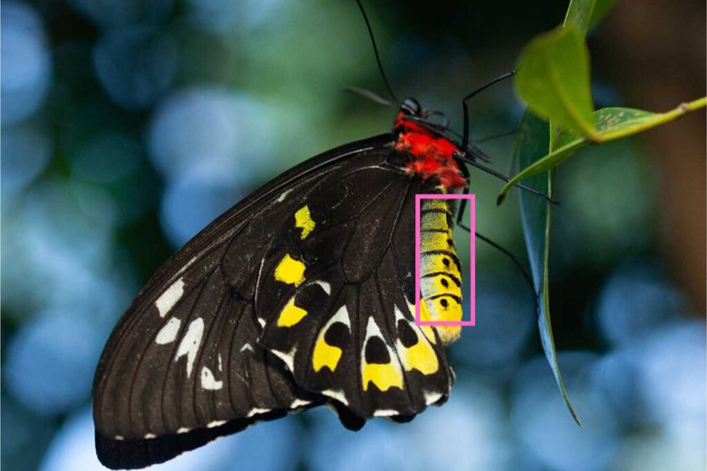 Butterfly Spiracles