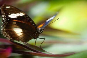 How Butterflies 'Breathe' Oxygen Through 4 Life Stages