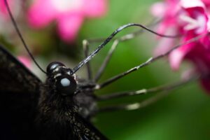 Ulysses sipping nectar